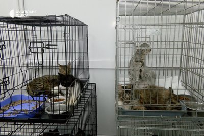 Сморід та таргани: у жительки Одеси з квартири вилучили 15 тварин Сморід та таргани: у жительки Одеси з квартири вилучили 15 тварин