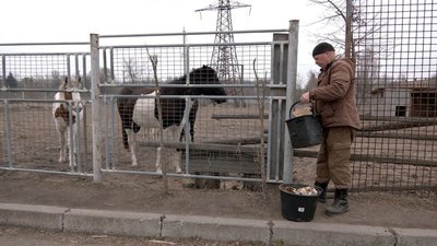 "Воно таке незвичне: чорна голівка, сам біленький": у вінницькому зоопарку поповнення у родині гуцульських коней "Воно таке незвичне: чорна голівка, сам біленький": у вінницькому зоопарку поповнення у родині гуцульських коней