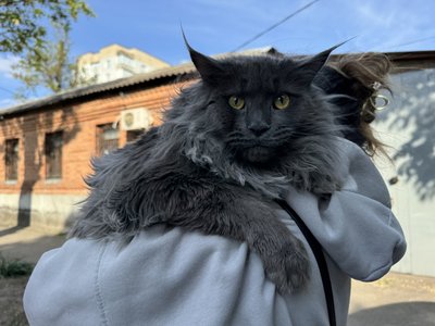 У Кропивницькому через скаженого кота вакцинують домашніх тварин У Кропивницькому через скаженого кота вакцинують домашніх тварин