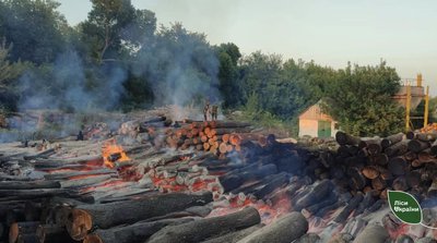 Через обстріли на Сумщині сталася пожежа в лісовому господарстві