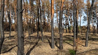 Ліси дерева сосни пожежі обстріли армія РФ Лиманське лісове господарство Лиманська громада Донецька область 28 серпня 2024 рік