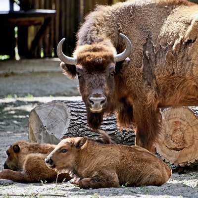 У Київському зоопарку можна побачити маленьких зубренят