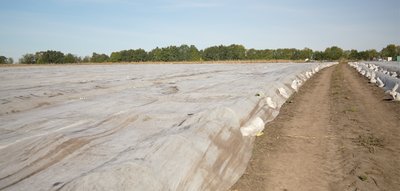 Осінній урожай кабачків: як фермери Черкащини продовжують сезон до холодів