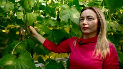 огірки, теплиця, оксана колесник, тепличні огірки огірки, теплиця, оксана колесник, тепличні огірки