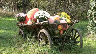Як проходить Гарбузовий фестиваль у Рівному