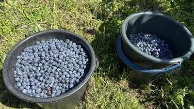 Ягода любить вологу і кислий ґрунт: на Кіровоградщині п’ятий день збирають лохину Ягода любить вологу і кислий ґрунт: на Кіровоградщині п’ятий день збирають лохину