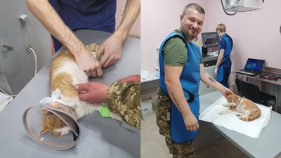 Донбас, кіт, тварини, 27 листопада 2024 рік Донбас, кіт, тварини, 27 листопада 2024 рік