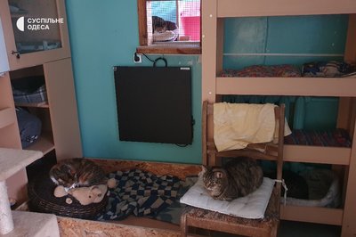 Півсотні змерзлих котиків: як в Одесі без опалення та електрики виживає притулок для тварин Півсотні змерзлих котиків: як в Одесі без опалення та електрики виживає притулок для тварин