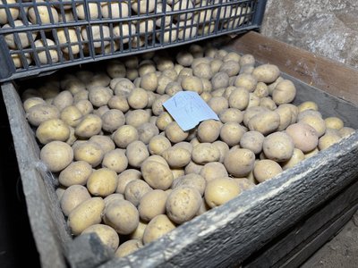 "Цього року буде кращий": що жителі Полтавщини кажуть про урожай картоплі "Цього року буде кращий": що жителі Полтавщини кажуть про урожай картоплі