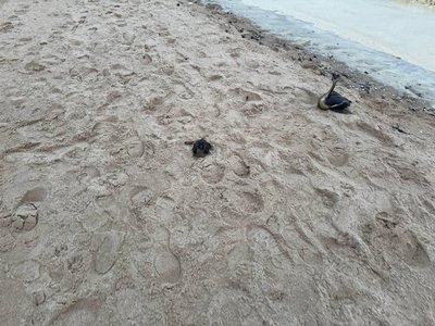 На узбережжі Одеси виявили плями та загиблих птахів На узбережжі Одеси виявили плями та загиблих птахів