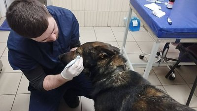 ветеринар з собакою ветеринар з собакою