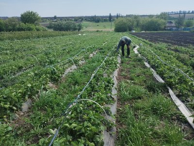 Сезон полуниці у Кропивницькому: яка ціна нині і яку прогнозують далі Сезон полуниці у Кропивницькому: яка ціна нині і яку прогнозують далі