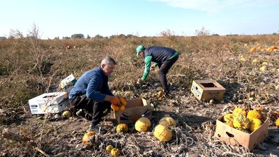 «Гобліни», «апельсинки» та «гладіатори»: на Вінниччині вирощують декоративні гарбузи до Геловіну «Гобліни», «апельсинки» та «гладіатори»: на Вінниччині вирощують декоративні гарбузи до Геловіну