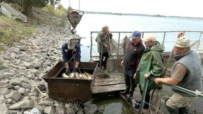 17 мільйонів ікринок на рік в інкубаторі: як на Черкащині працює риборозплідник в умовах відключень світла 17 мільйонів ікринок на рік в інкубаторі: як на Черкащині працює риборозплідник в умовах відключень світла