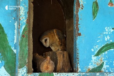 ДНК підтвердив: врятовані на Одещині кошенята — дикі лісові коти. Що з ними зараз