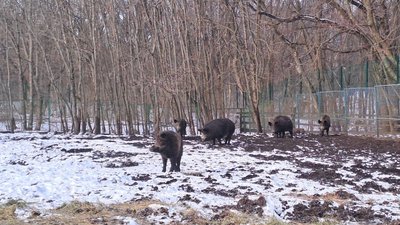 Підгодівля тварин Підгодівля тварин