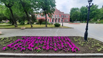 Сурфінії, бегонії, каланхое, герань: у Кропивницькому висадять майже 30 тисяч різних квітів Сурфінії, бегонії, каланхое, герань: у Кропивницькому висадять майже 30 тисяч різних квітів
