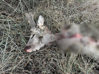 На Миколаївщині незаконно вбили двох сарн у заповіднику "Єланецький степ" — Екоінспекція На Миколаївщині незаконно вбили двох сарн у заповіднику "Єланецький степ" — Екоінспекція