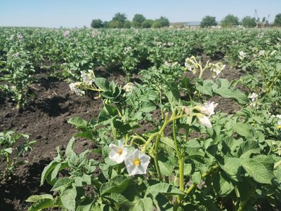 олігоні інституту сільського господарства у селі Созонівка олігоні інституту сільського господарства у селі Созонівка