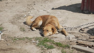 Притулок для собак Притулок для собак