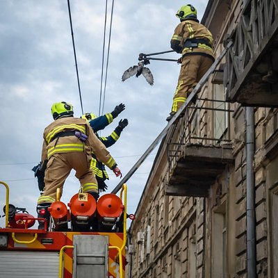 Голуба зняли з дротів в Одесі Голуба зняли з дротів в Одесі