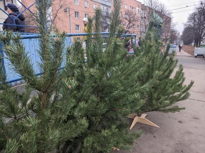 У Полтаві стартував продаж новорічних дерев