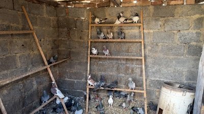 «Не знаємо, чи будемо тут зимувати»: як живуть без світла та під обстрілами у Хрестищі на Донеччині «Не знаємо, чи будемо тут зимувати»: як живуть без світла та під обстрілами у Хрестищі на Донеччині