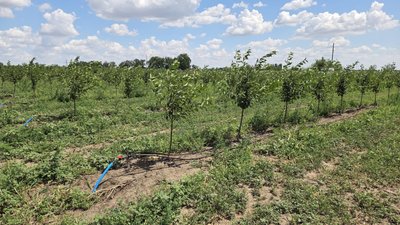 Близько 300 тонн вишні за сезон планують зібрати у господарстві на Миколаївщині Близько 300 тонн вишні за сезон планують зібрати у господарстві на Миколаївщині
