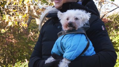 Півтори тисячі гривень за костюм для собаки: кого з улюбленців необхідно одягати цієї зими Півтори тисячі гривень за костюм для собаки: кого з улюбленців необхідно одягати цієї зими
