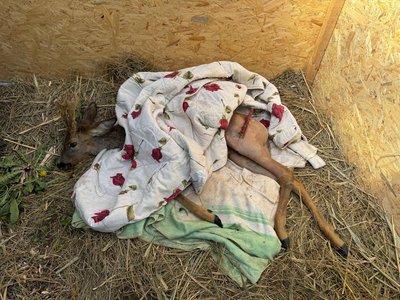 Потрапила під автівку, коли перебігала дорогу. У Кривому Розі рятують травмовану у ДТП самця косулі Потрапила під автівку, коли перебігала дорогу. У Кривому Розі рятують травмовану у ДТП самця косулі