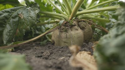 Аграрії Вінниччини очікують зменшення врожаю буряка через похолодання Аграрії Вінниччини очікують зменшення врожаю буряка через похолодання