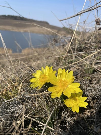горицвіт весняний, Кременецькі гори, первоцвіти горицвіт весняний, Кременецькі гори, первоцвіти