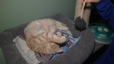 Хмельницьке котокафе прихистило бездомних тварин