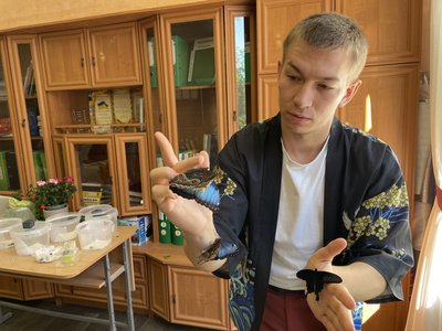 У Полтаві вчитель біології Іван Бондар виростив метеликів у штучних умовах