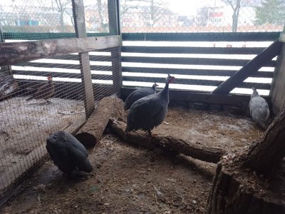 Птахи в пришкільному зоопарку у Володимирці Птахи в пришкільному зоопарку у Володимирці
