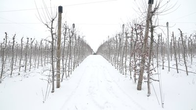 "Морозна погода не заважає, а навіть допомагає": на Вінниччині триває санітарна обрізка яблуневих садів "Морозна погода не заважає, а навіть допомагає": на Вінниччині триває санітарна обрізка яблуневих садів