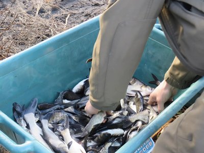 Випустили понад півтори тонни риби. На Кіровоградщині зарибили водосховище Випустили понад півтори тонни риби. На Кіровоградщині зарибили водосховище