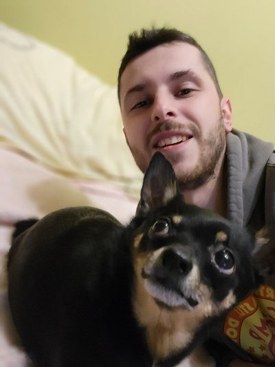 Той тер'єр Той тер'єр