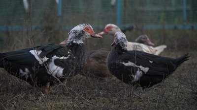 "Нас убивають й знищують". Як живуть люди, які лишилися у прифронтовому Веселому на Дніпропетровщині "Нас убивають й знищують". Як живуть люди, які лишилися у прифронтовому Веселому на Дніпропетровщині