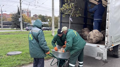 висадили дерева на клочківській висадили дерева на клочківській