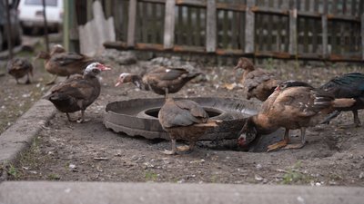 "За продуктами поїхати — 300 гривень треба віддати" — жителі Красногорівки на Дніпропетровщині, яка в 30 км від фронту "За продуктами поїхати — 300 гривень треба віддати" — жителі Красногорівки на Дніпропетровщині, яка в 30 км від фронту