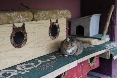 "Котячий рай" під балконом. Херсонка облаштувала простір для пухнастих у дворі будинку "Котячий рай" під балконом. Херсонка облаштувала простір для пухнастих у дворі будинку