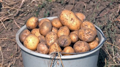 На Волині триває збір урожаю картоплі На Волині триває збір урожаю картоплі