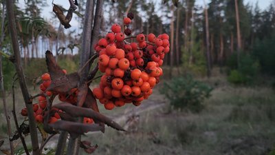 горобина горобина