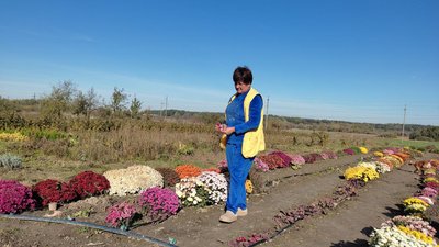"Захоплення для душі": мешканка Луцького району вирощує понад сто сортів хризантем та десять порід птаства "Захоплення для душі": мешканка Луцького району вирощує понад сто сортів хризантем та десять порід птаства
