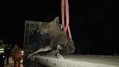 Збили лося на трасі Чернігів – Київ: чому не вдалося врятувати тварину на Чернігівщині Збили лося на трасі Чернігів – Київ: чому не вдалося врятувати тварину на Чернігівщині