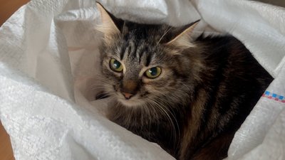 Кіт у мішку під час евакуації Дружківка Донецька область 6 лютого 2026 рік