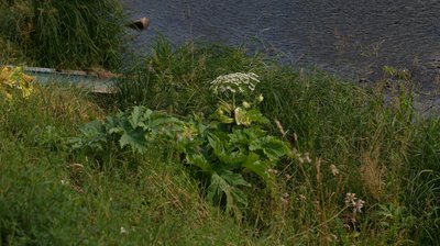 Сезон борщівника в Ужгороді: як вберегтися від опіків Сезон борщівника в Ужгороді: як вберегтися від опіків