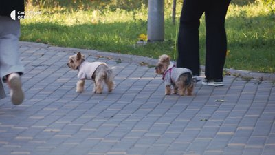 Півтори тисячі гривень за костюм для собаки: чому тварин необхідно одягати взимку Півтори тисячі гривень за костюм для собаки: чому тварин необхідно одягати взимку