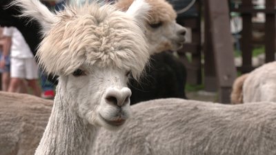 Альпаки, карликові кози, вівці та павичі: на Рівненщині відкрили екоферму Альпаки, карликові кози, вівці та павичі: на Рівненщині відкрили екоферму
